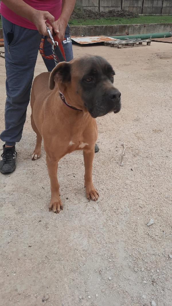 Ginestra Giovane Mix Molosso Taglia Media